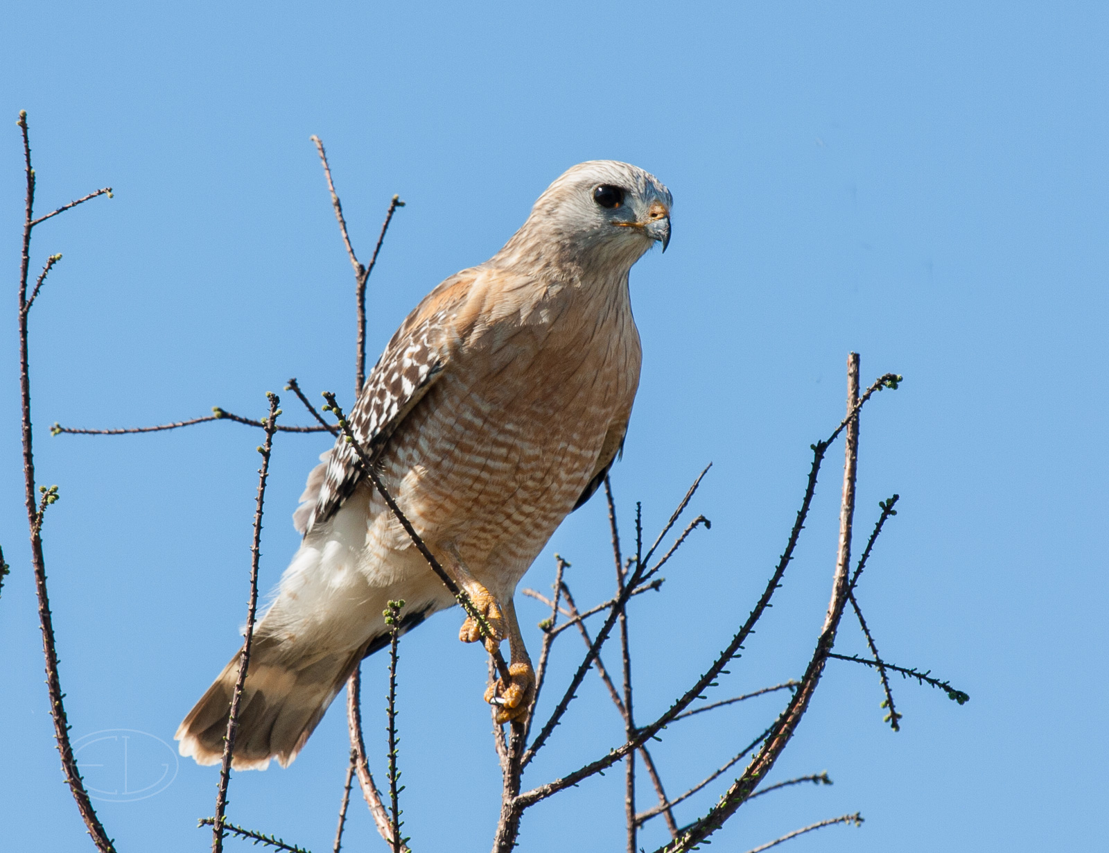 IMG_7188 Red-shouldered Hawk.jpg