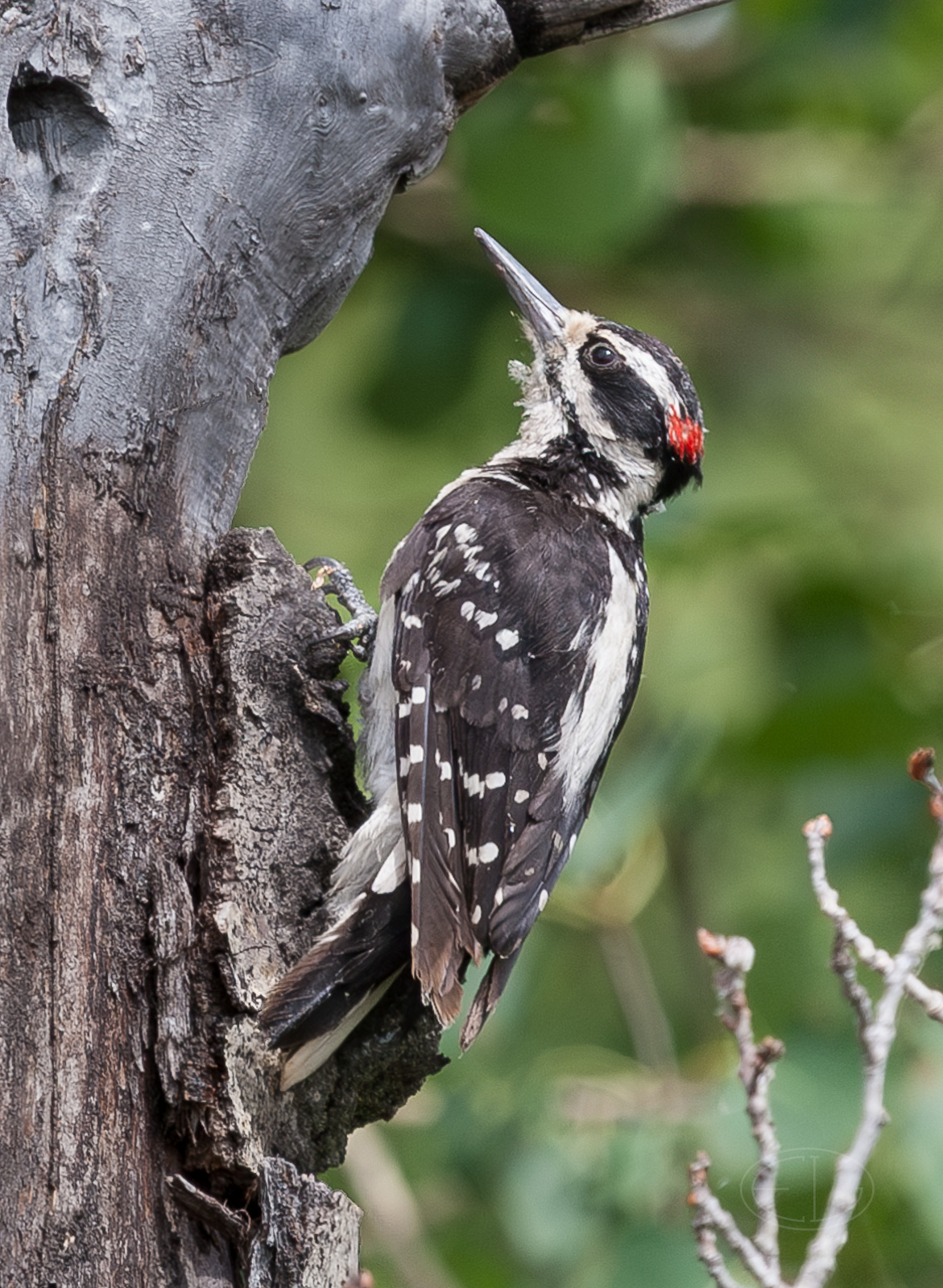 IMG_9291 Hairy Woodpecker-Enhanced-NR.jpg