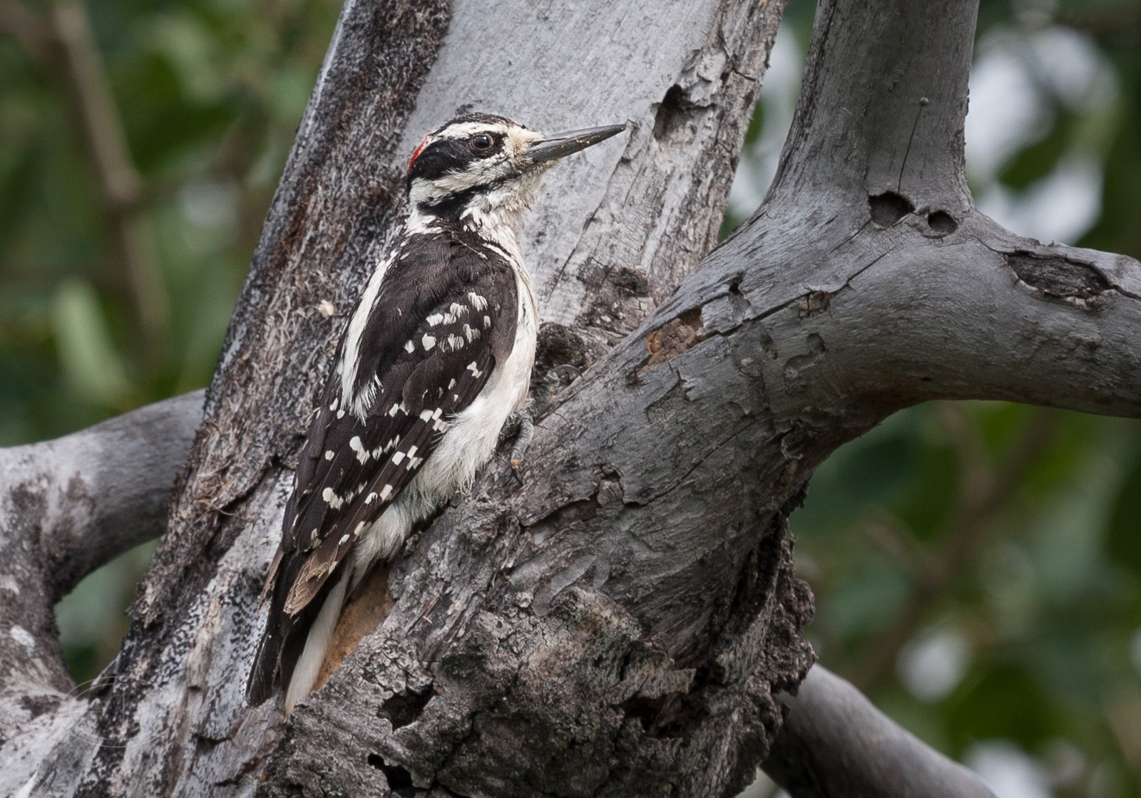 IMG_9295 Hairy Woodpecker.jpg