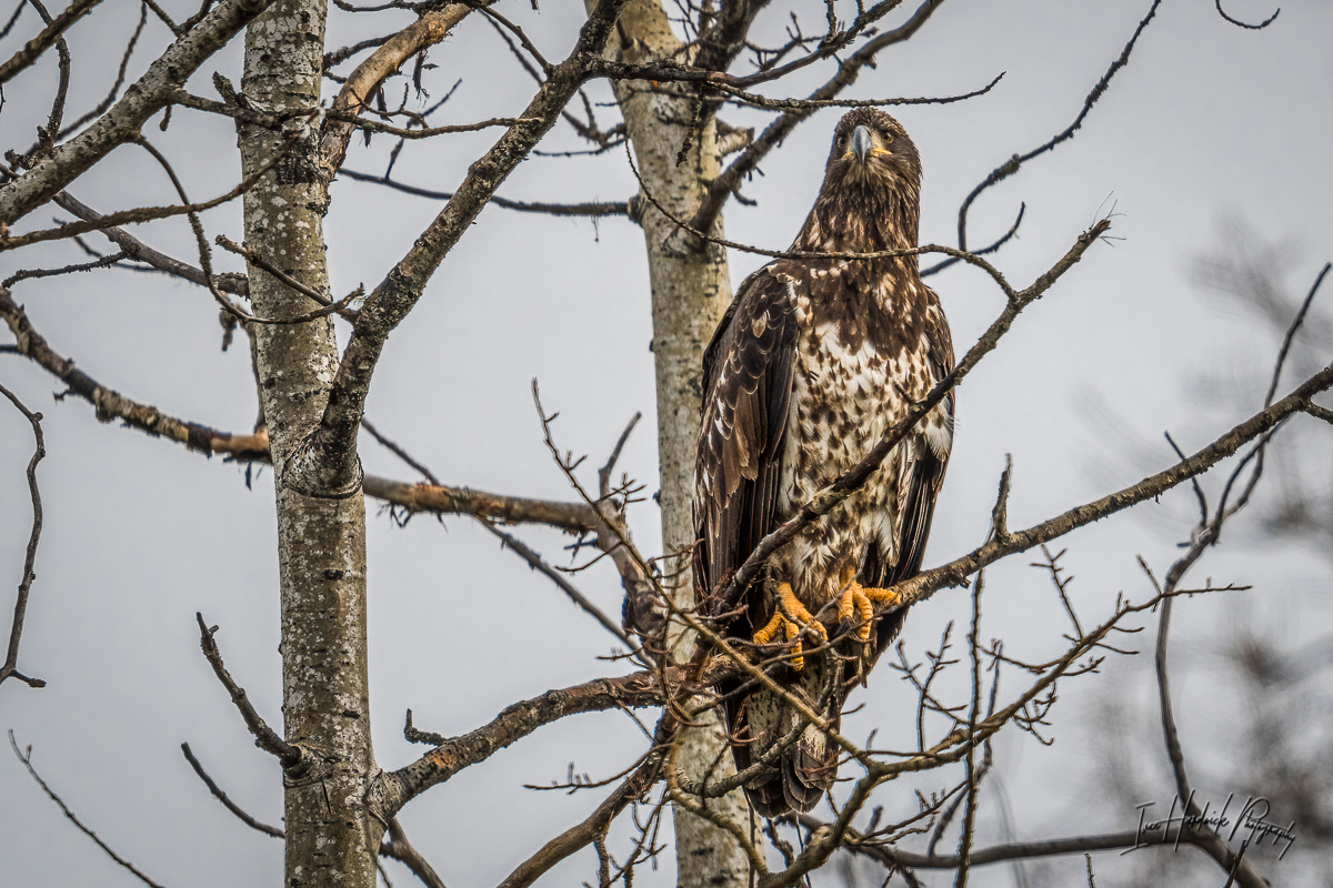 Immature eagle-1015-IMG_00001.jpg