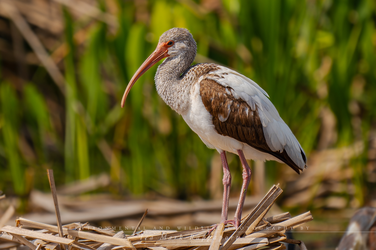 Immature White Ibis.jpg