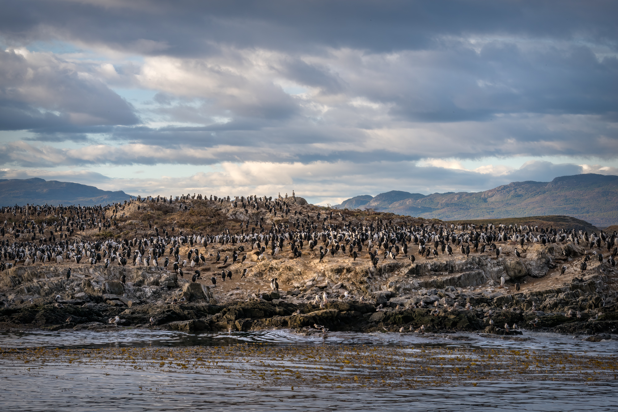 Imperial Cormorant, Ushuaia.jpg