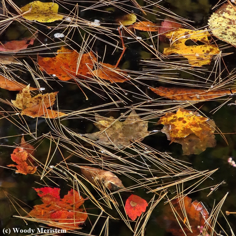 In a Roadside Ditch.JPG