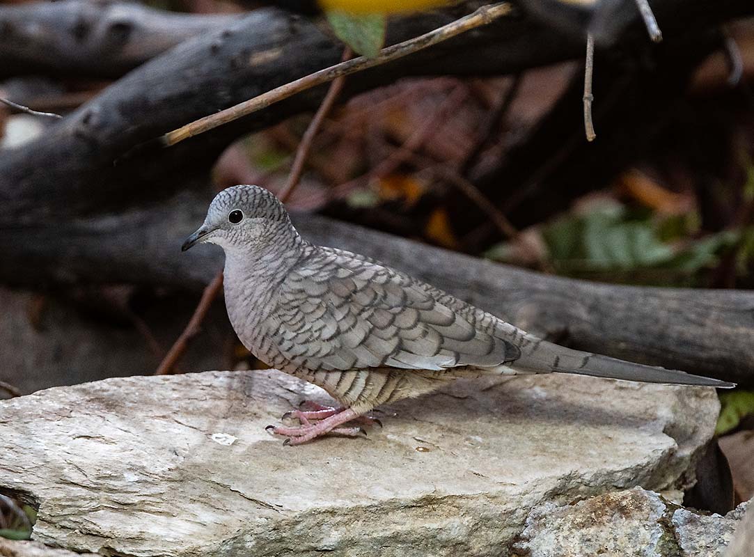 Inca Dove    4357  500_504511062019.jpg