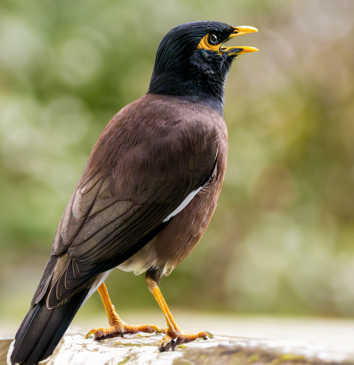 Indian Mynah Bird | Backcountry Gallery Photography Forums