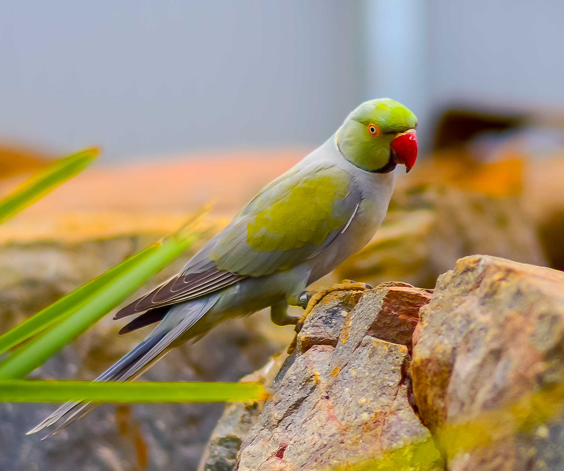 Indian Ringneck Parakeet1.JPG