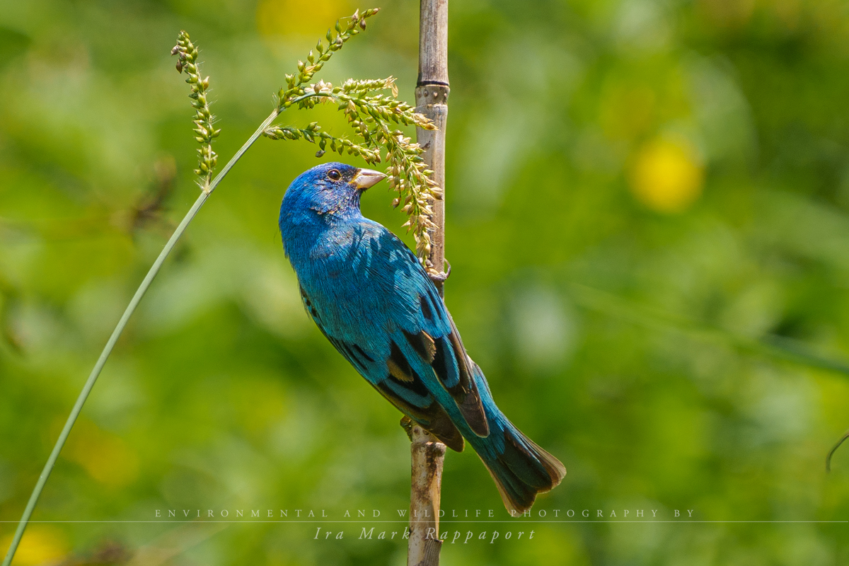 Indigo Bunting-3.jpg