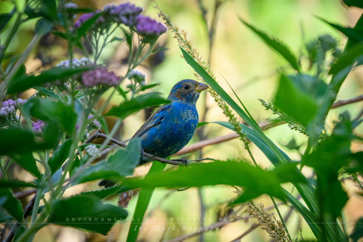 Indigo Bunting-immature male.jpg