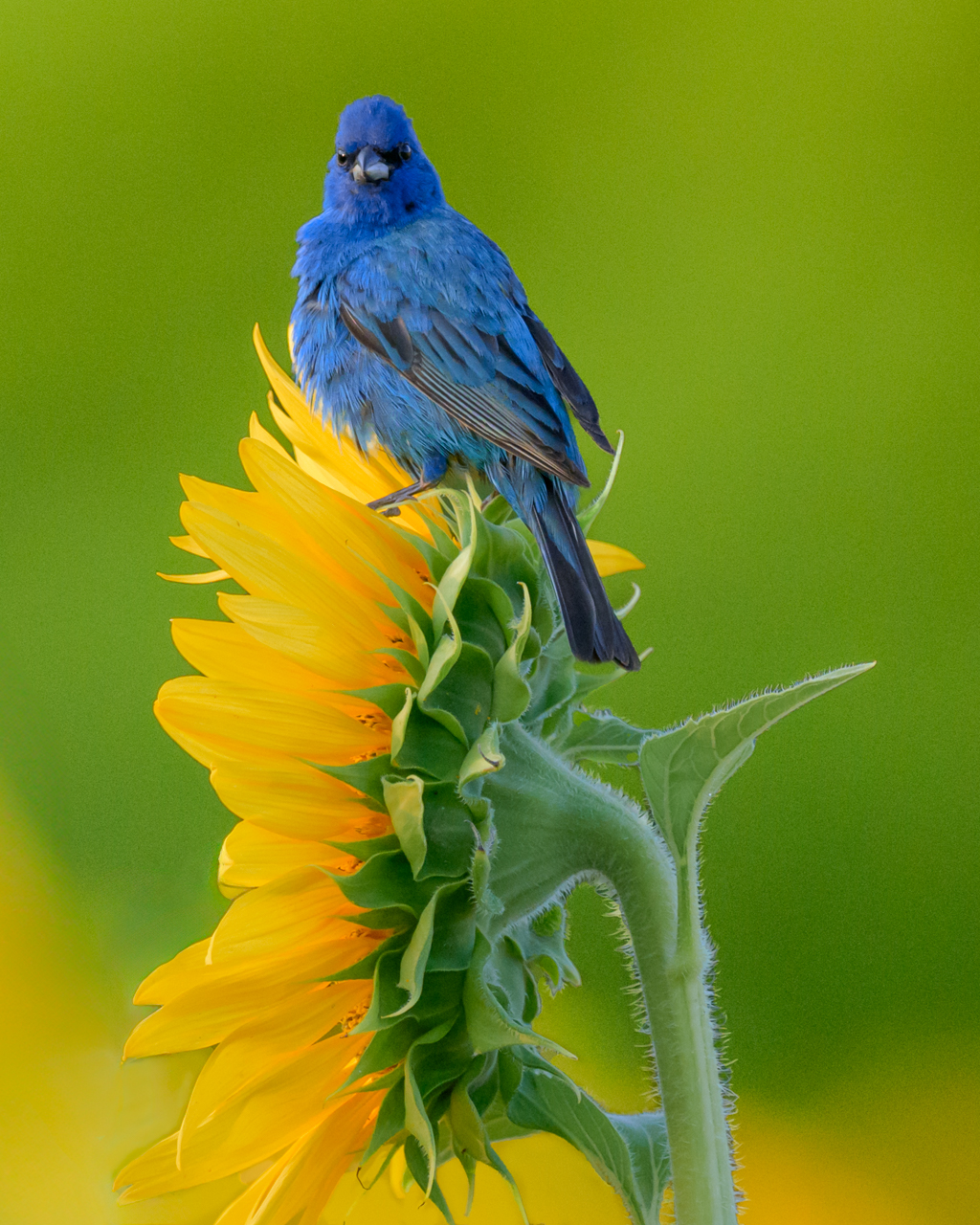 Indigo Bunting Lookin Instagram.jpg