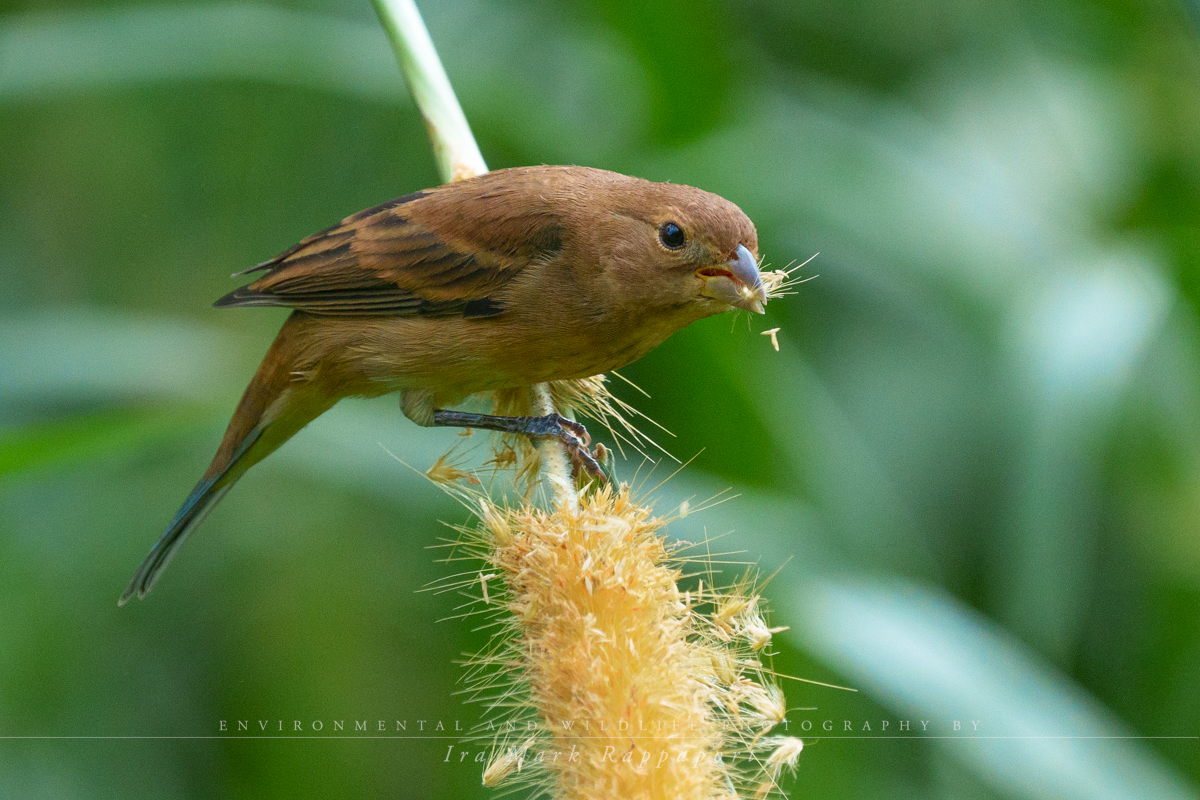 Indigo Bunting male.jpg