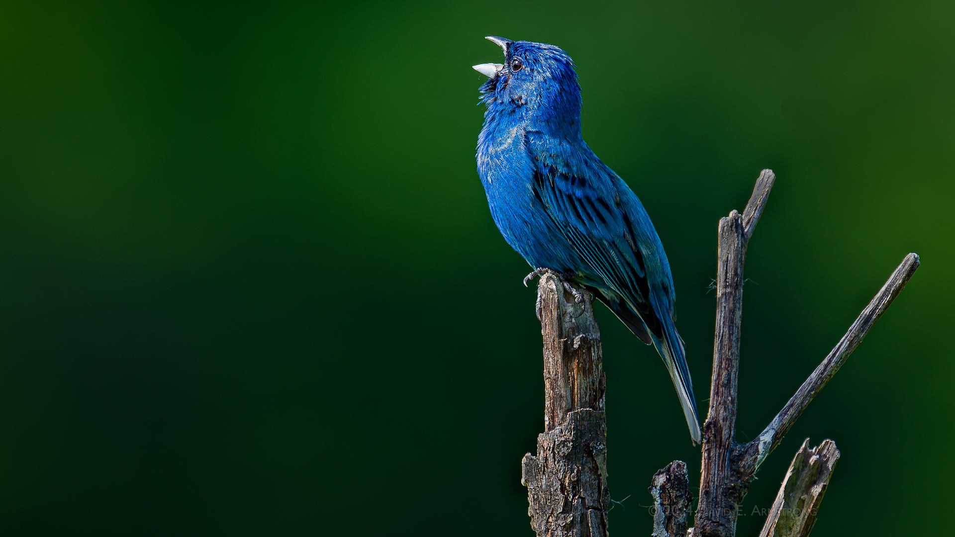 Indigo Bunting.Singing.1h.tight crop.DavidEArmstrong_Z9_20240519_212915_650_1920x1080.jpg