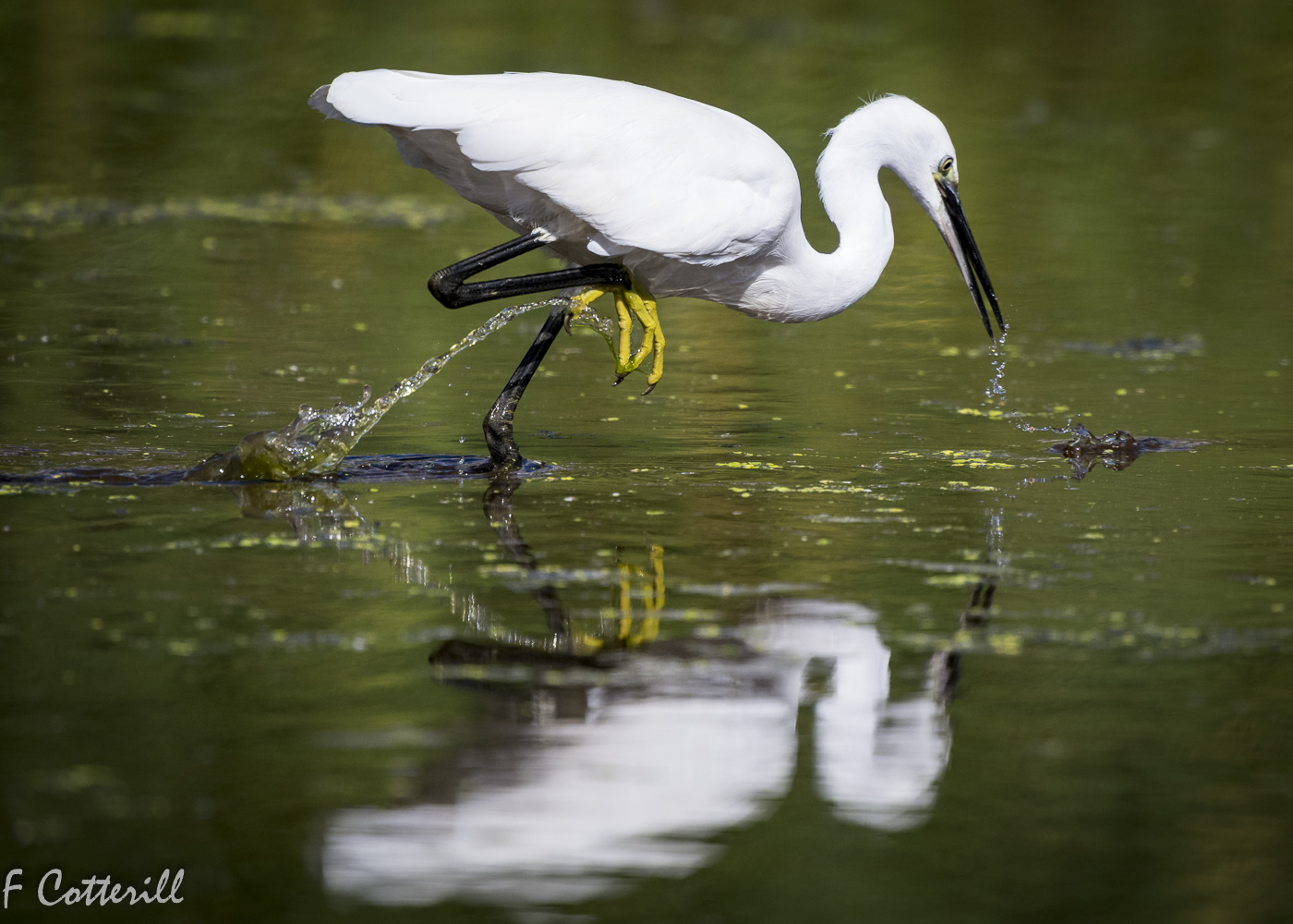 Intaka Island Little egret lunges at missed prey water trails_Mar2022-7794.jpg