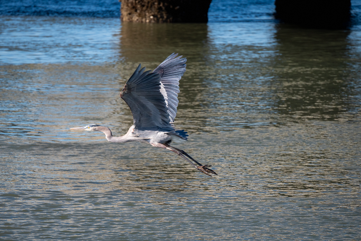 Isle of Palms heron-1226-IMG_00001.jpg