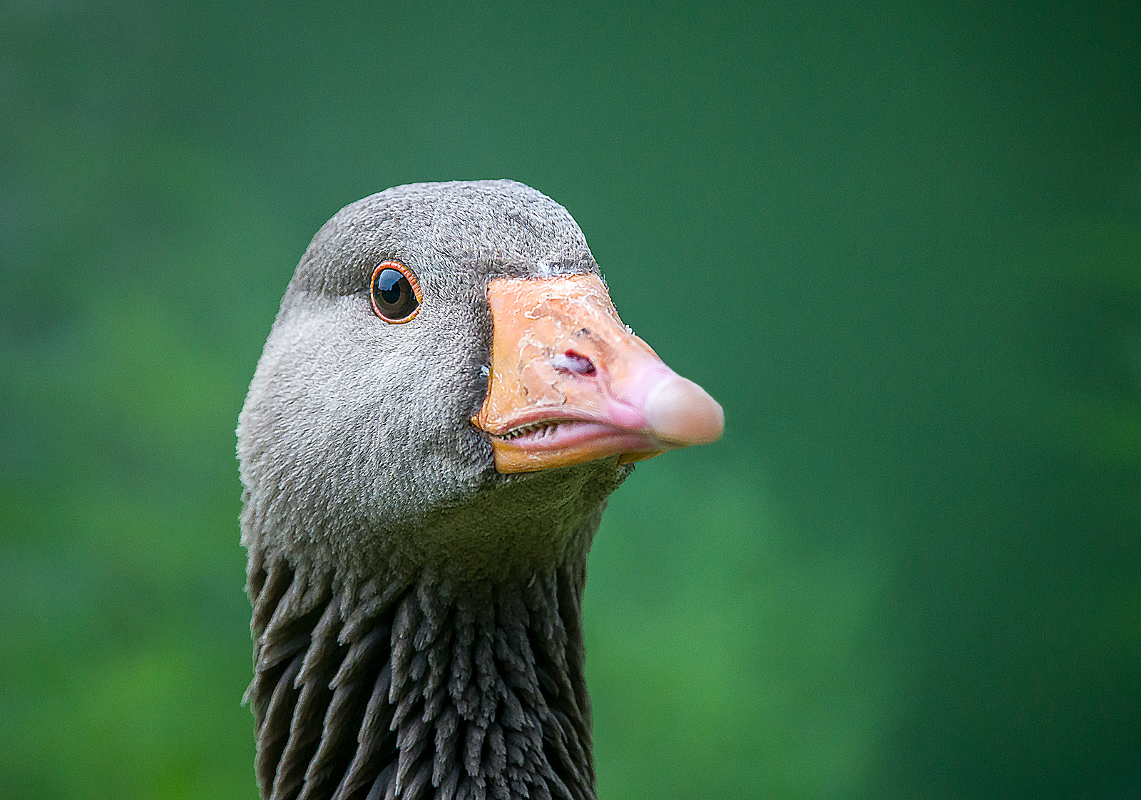 I'VE GOT MY EYE ON YOU by Graham Owen.jpg