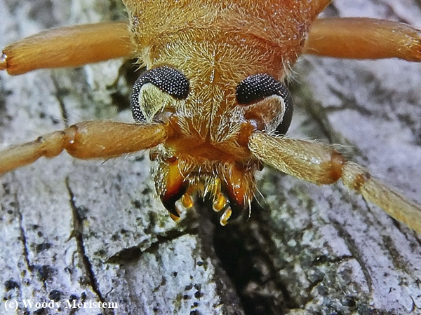 Ivory-marked Beetle.JPG