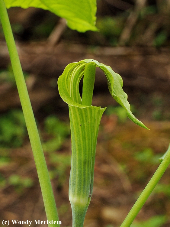 Jack-in-the-pulpit.JPG