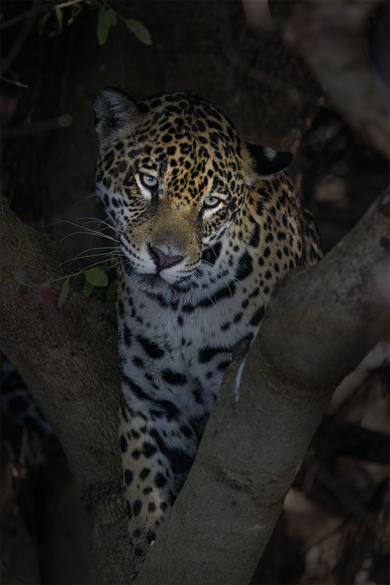 Jaguar - Panthera once.jpg