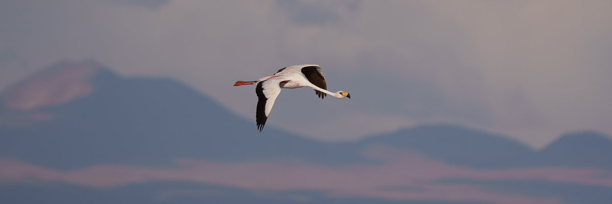 James Flamingo - Atacama.jpg