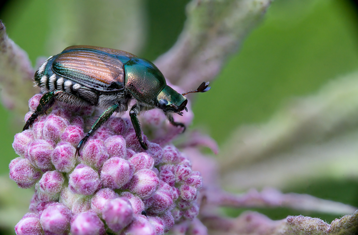japanese beetle BCG-.jpg