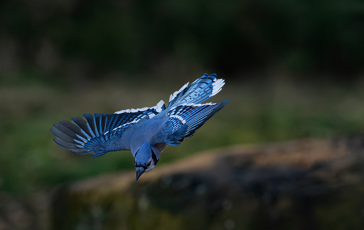 jay dive BY via window 4796.jpg