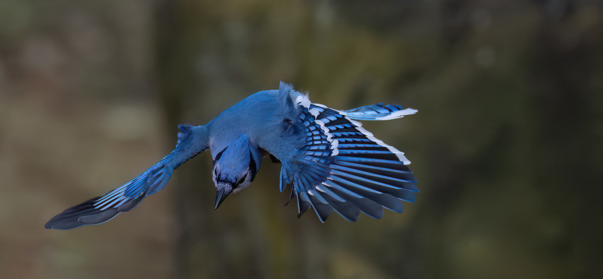 jay dive BY via window 4797.jpg