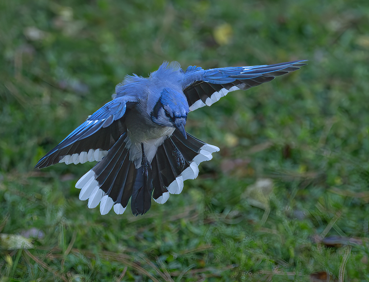 Jay dive coming at me wings folding 1387.jpg