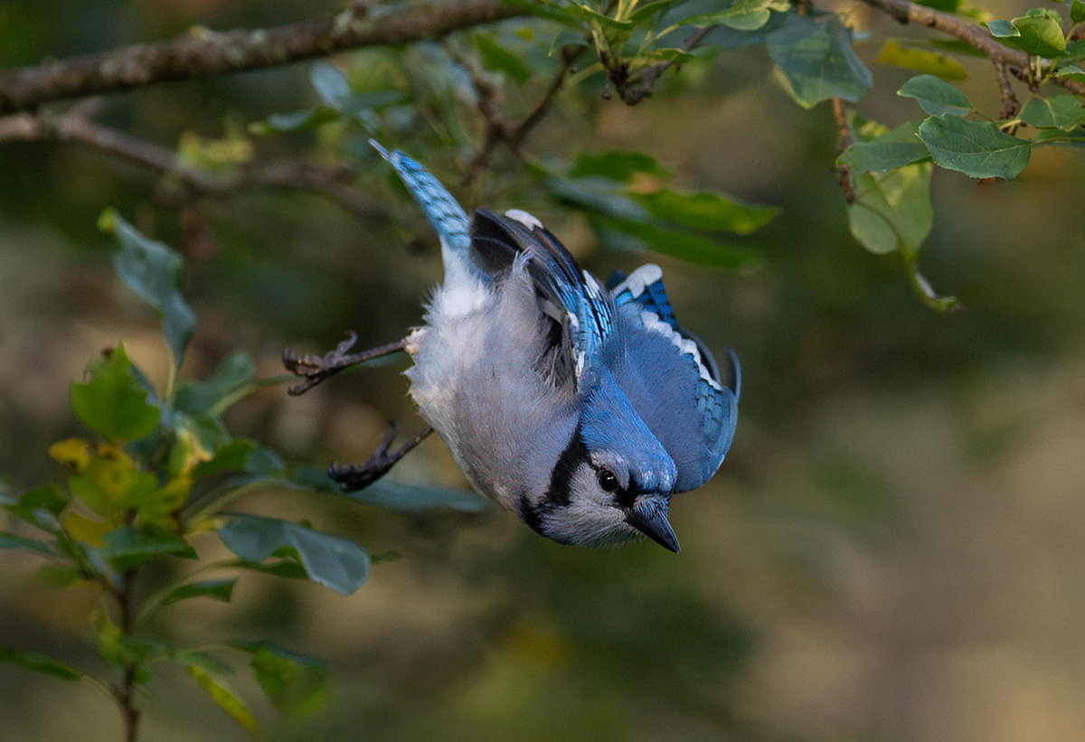 Jay dive from crabapple 7247.jpg