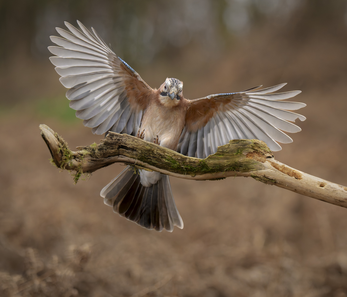 Jay in Flight 18 January 25.jpg