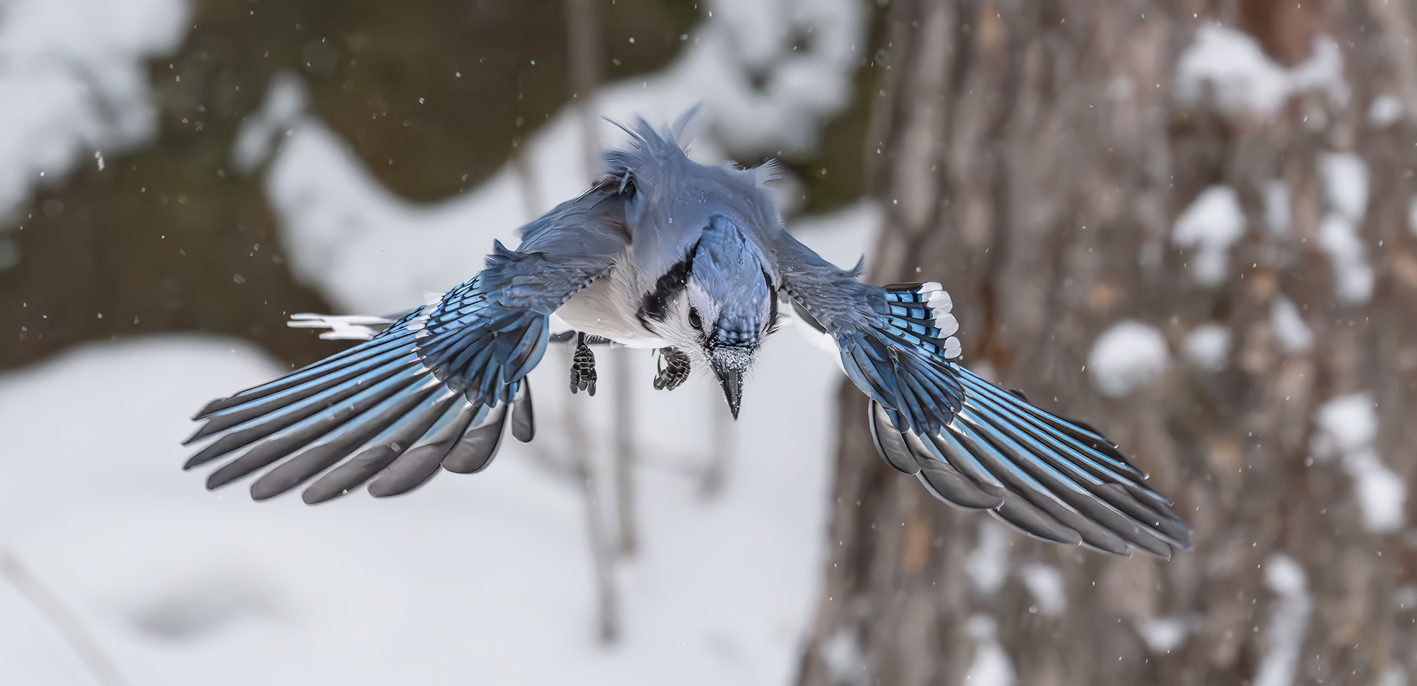 Jay in snow wingspread landing 7820.jpg