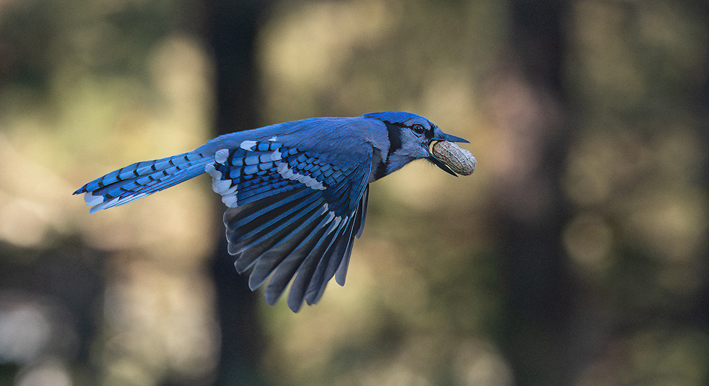 Jay light L to R with peanut flap down 1306-XL.jpg