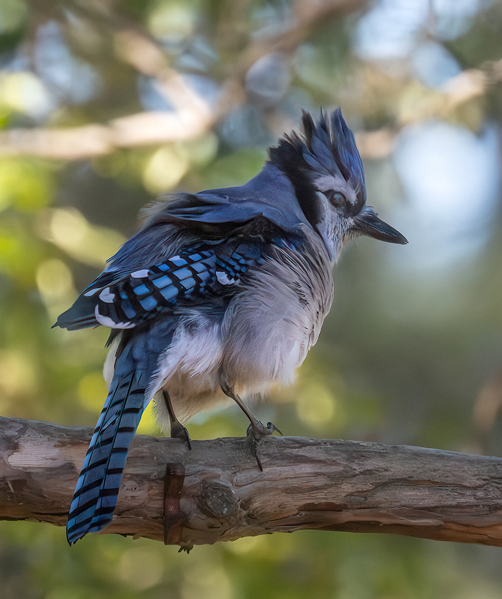 Jay on BY branch early morning  0126.jpg