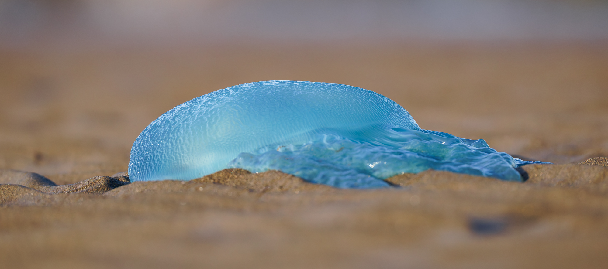 Jelly Blubber : Catostylus mosaicus