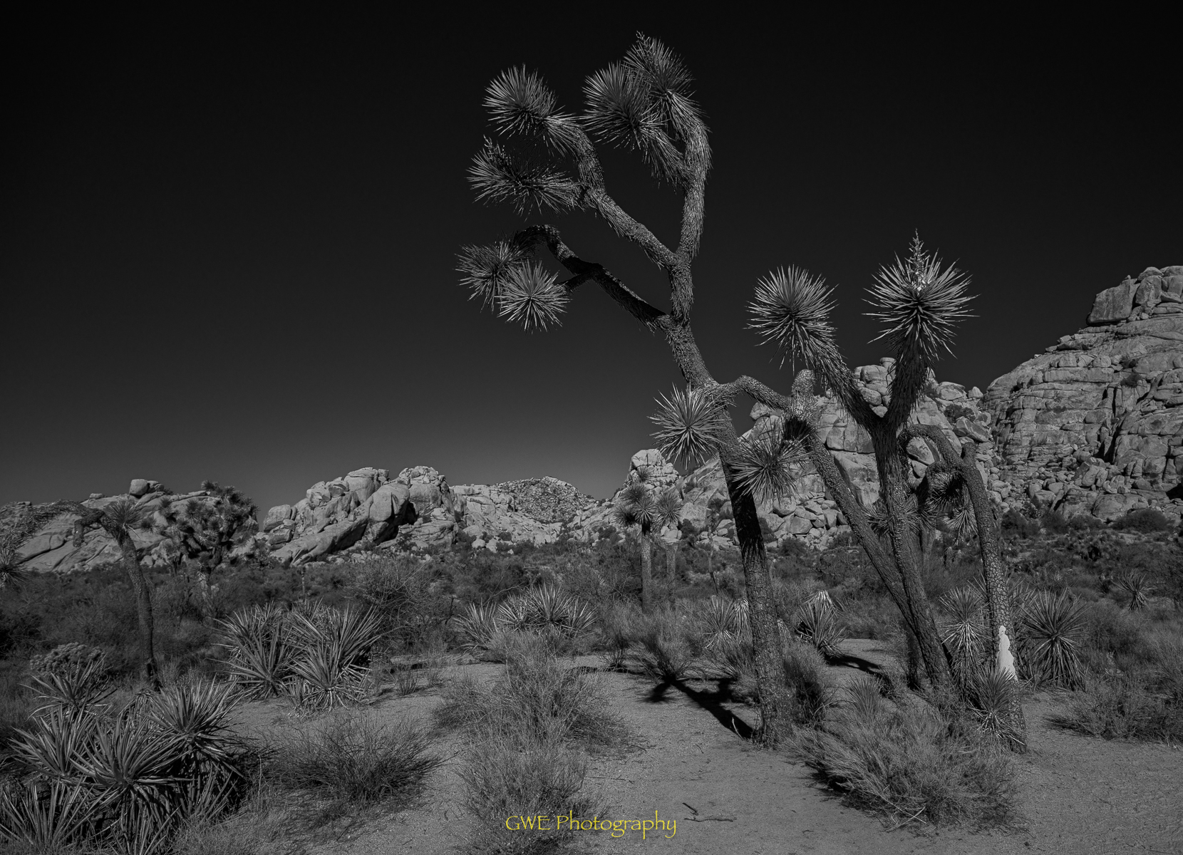 Joshua Trees.jpg