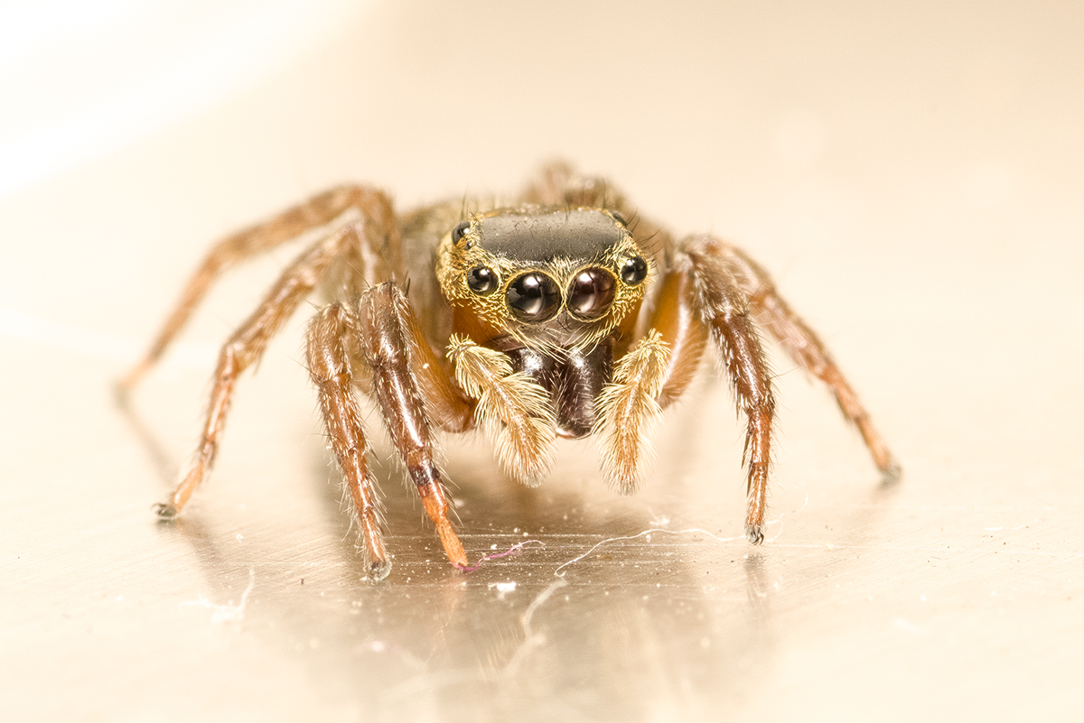 Jumping Spider _Z9D9004 - cropped -1200px.jpg