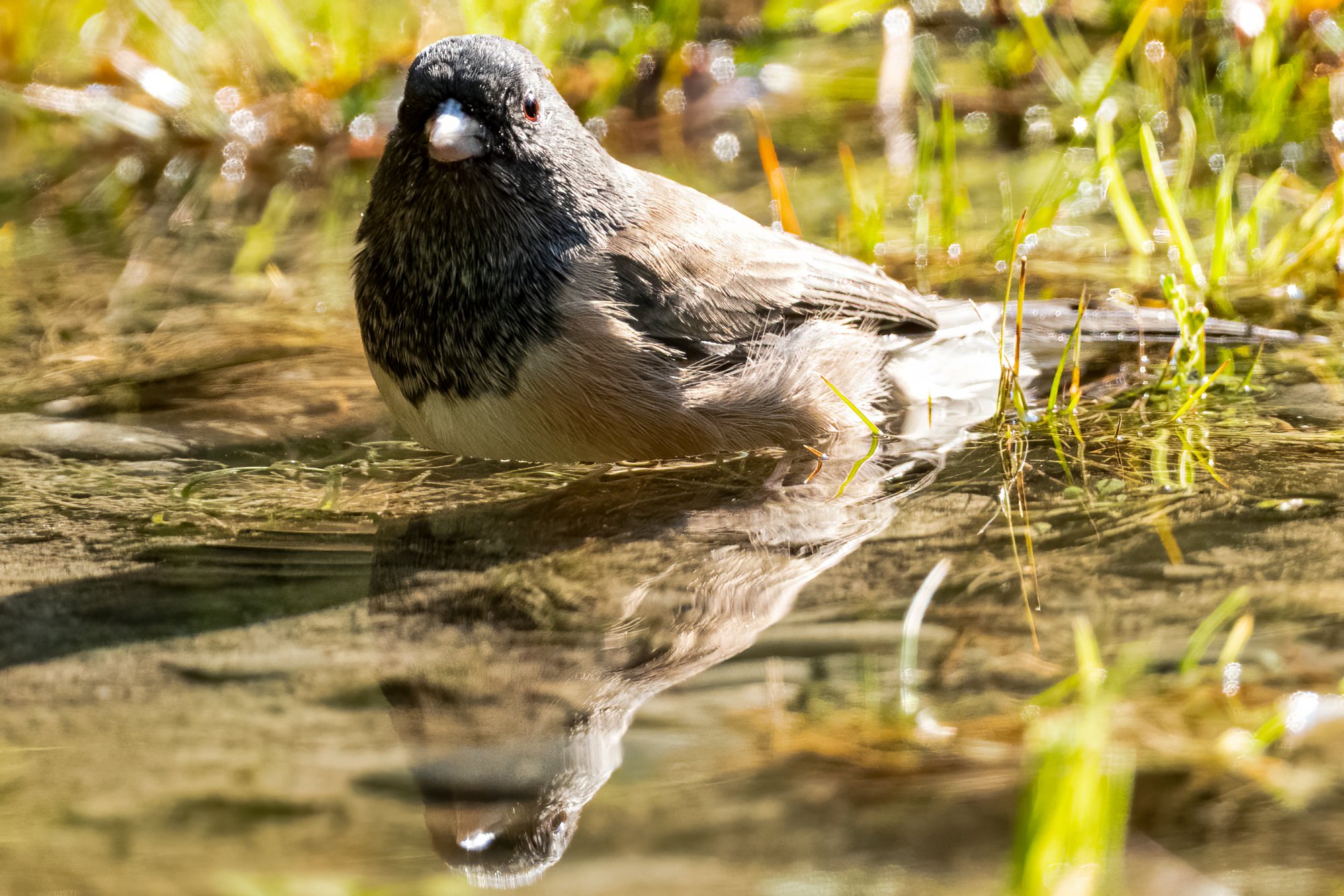 Junco Reflection Our Yard 9-11-2020.jpg