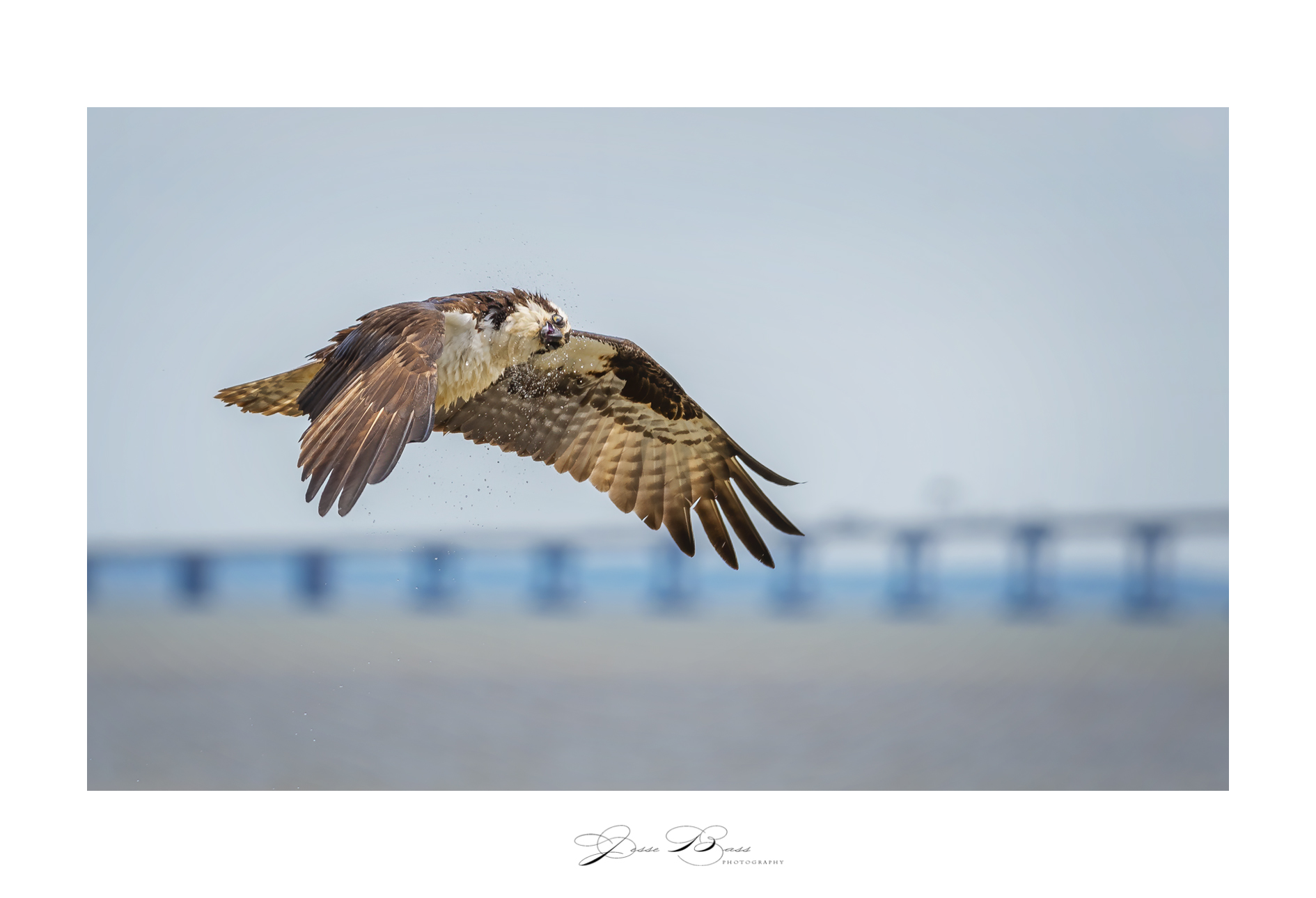 june22020_lionsbridgeosprey6-6_web_3972.jpg