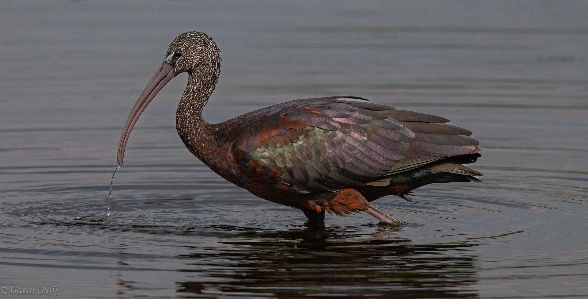 Juv Glossy Ibis-2.jpg