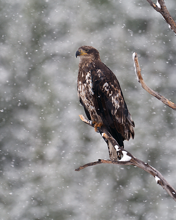 Juvenile Bald in the Snowstorm.jpg