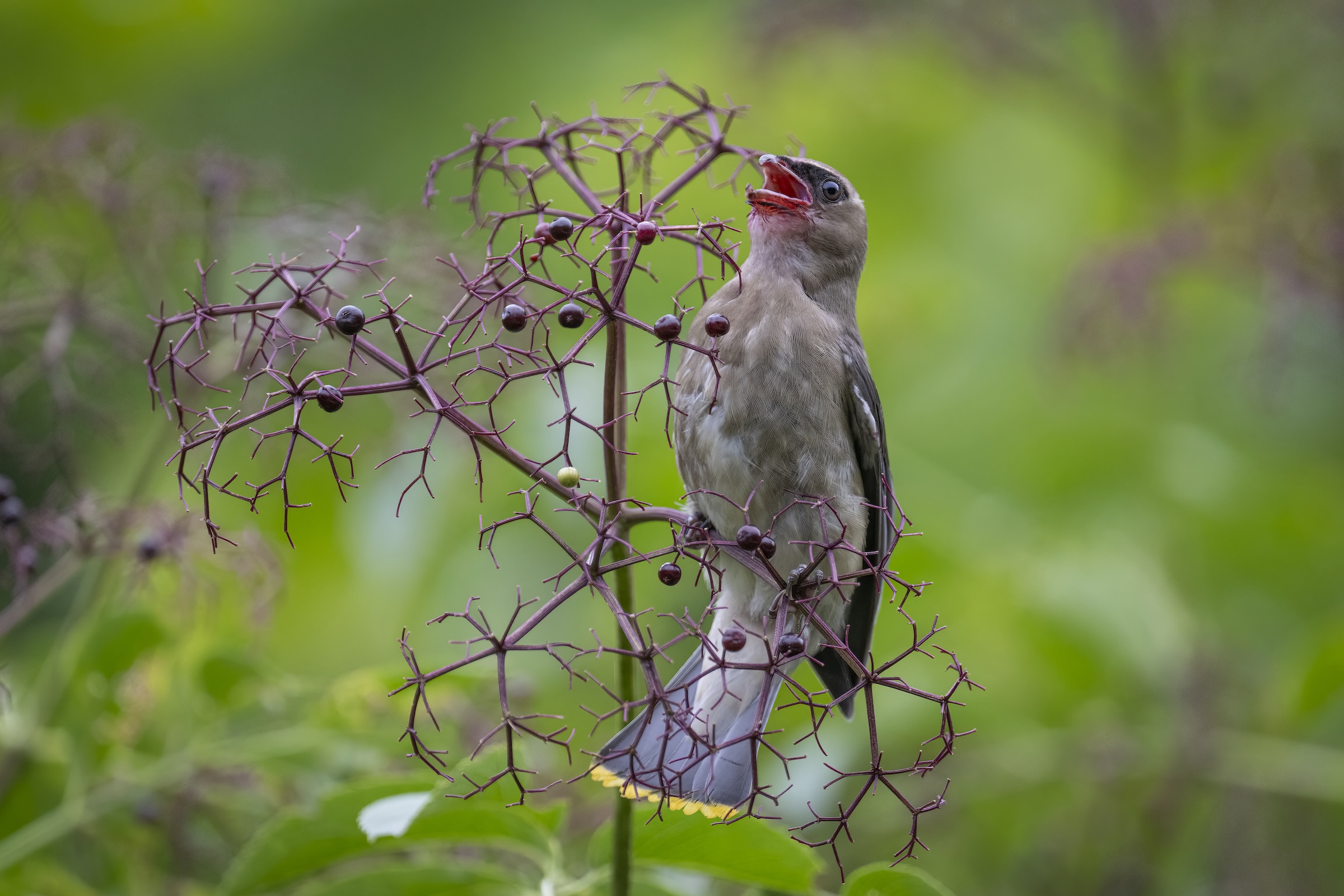 Juvenile Cedar Waxwing sized.jpg