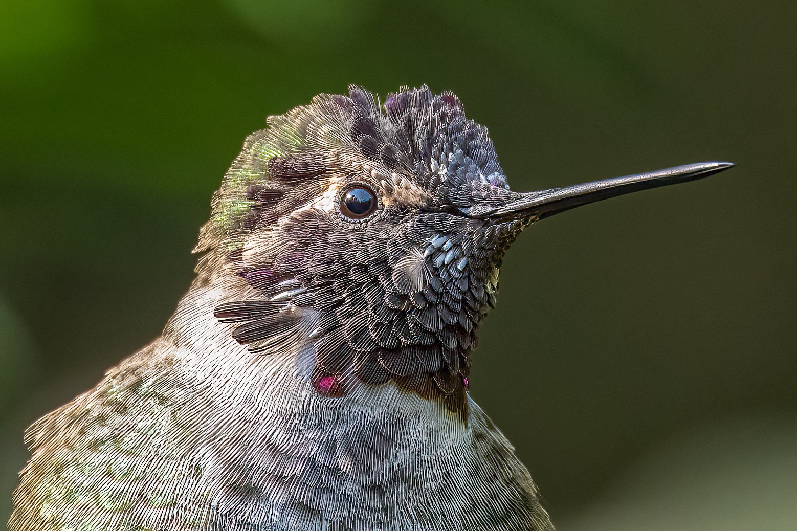 Juvenile Male Anna's Hummingbird Our Yard 9-8-2024.jpg