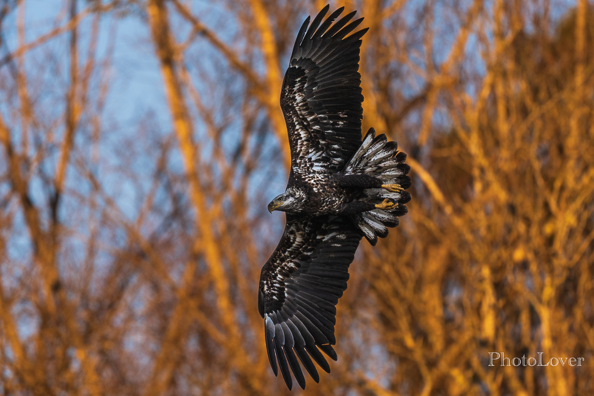 JuvenileBaldEagle-1.jpg