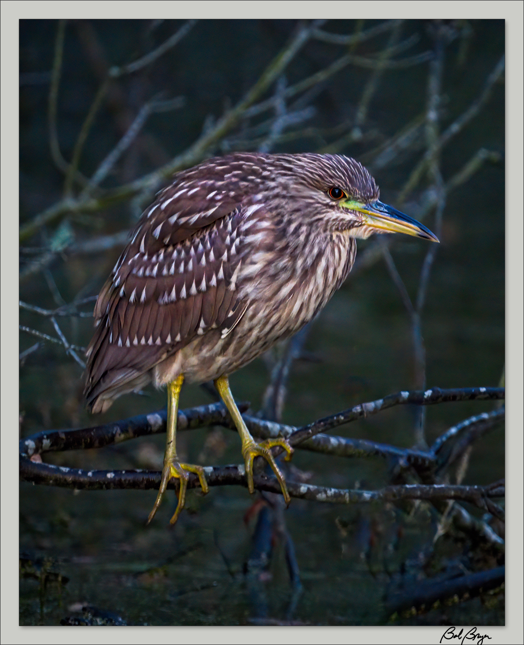 juvy-night-heron.jpg