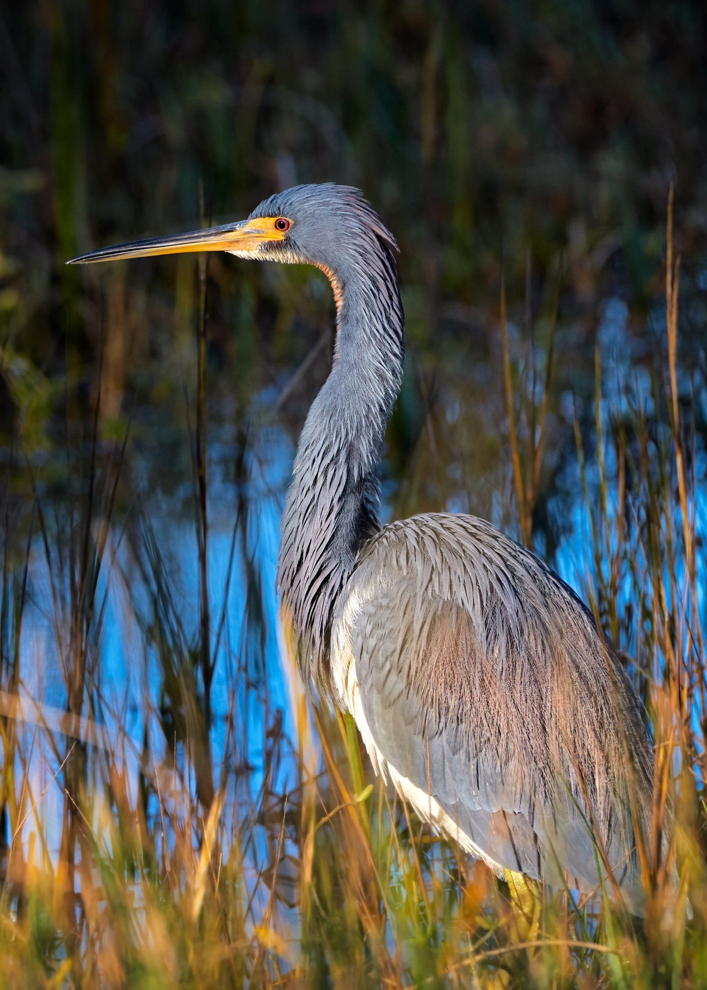 Tir-colored Heron roaming the Bloody Marsh | Backcountry Gallery ...