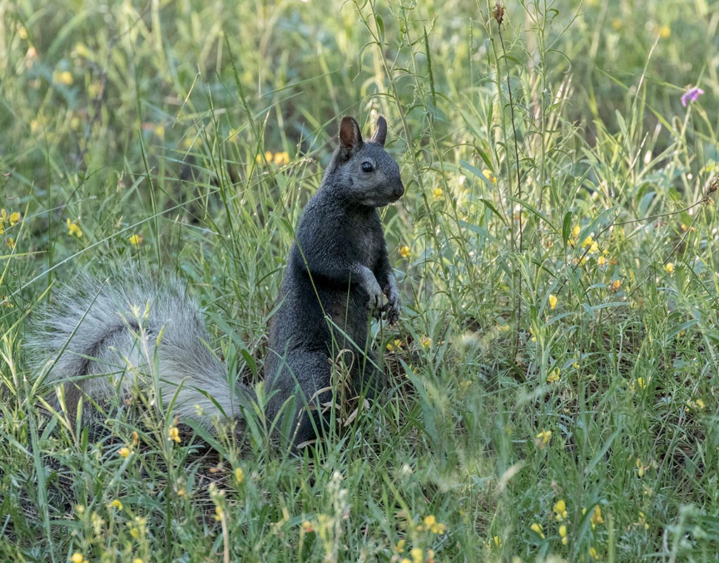 Kaibab Squirrel  North Kaibab 07082015  x 7X0A0535.jpg