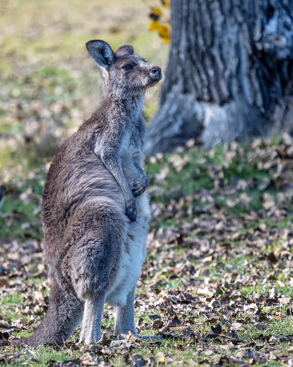 Kangaroo BCG Z7I_5764.jpg