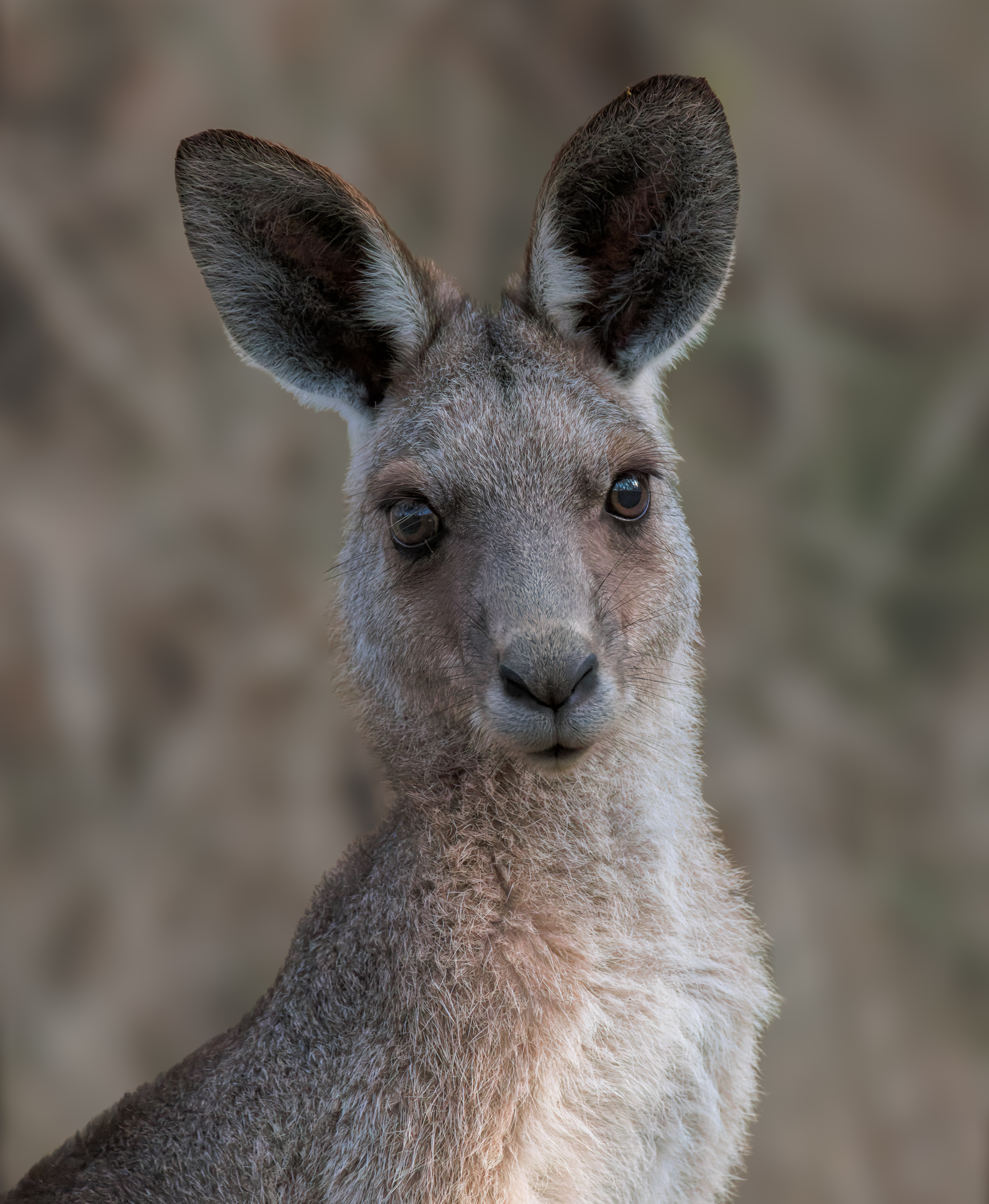 Eastern Grey Kangaroo (female) : Tinchi Tamba Wetlands, QLD