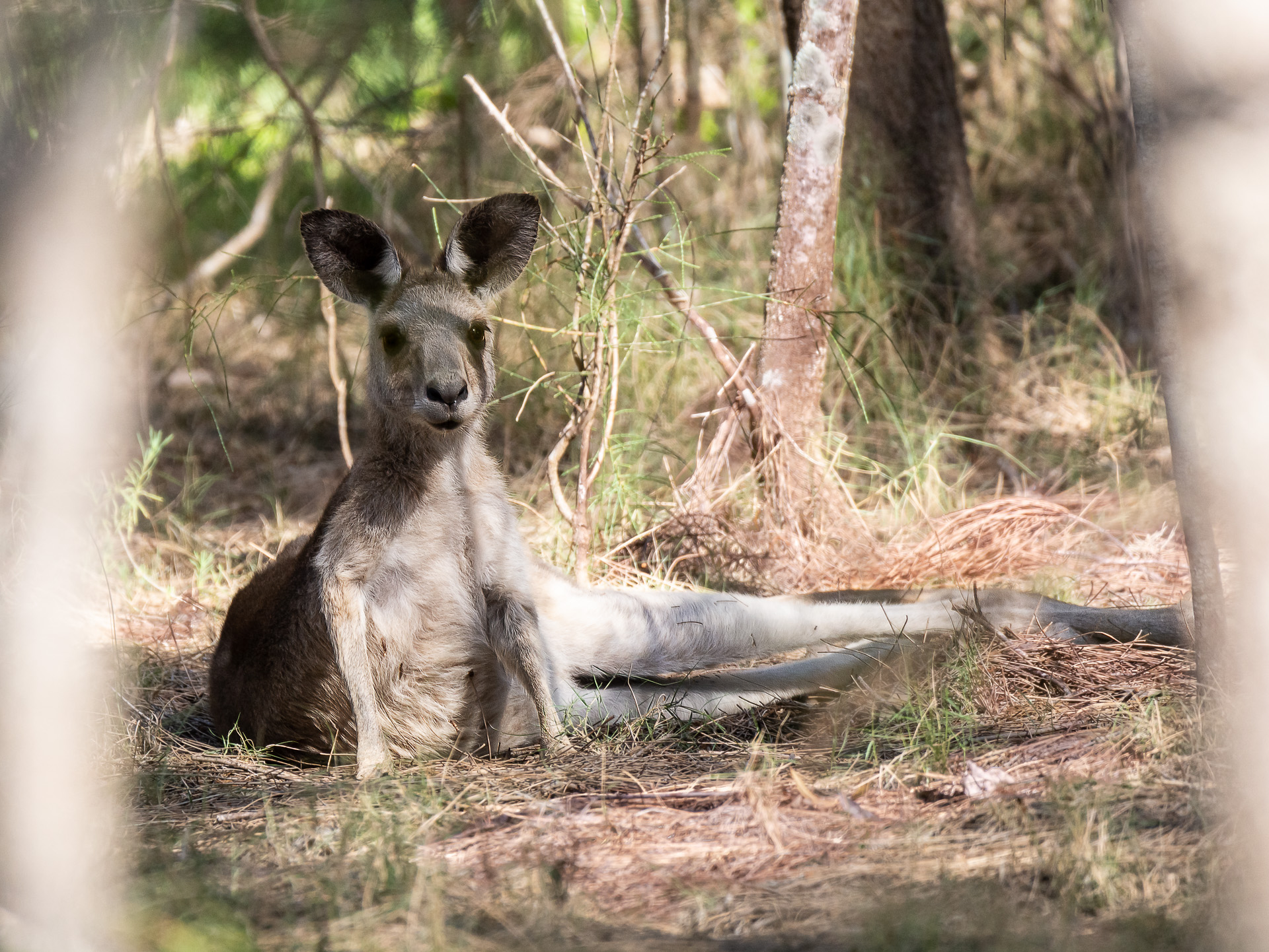Kangaroo Resting.JPG