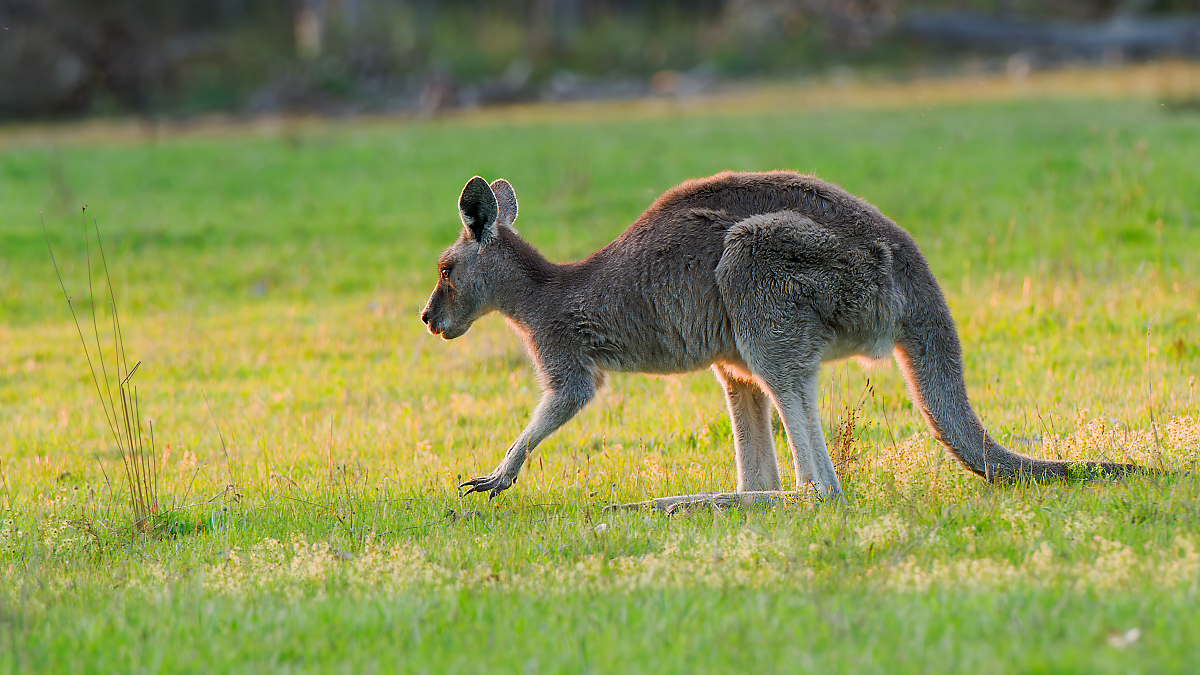 Kangaroo_0349_1200.jpeg