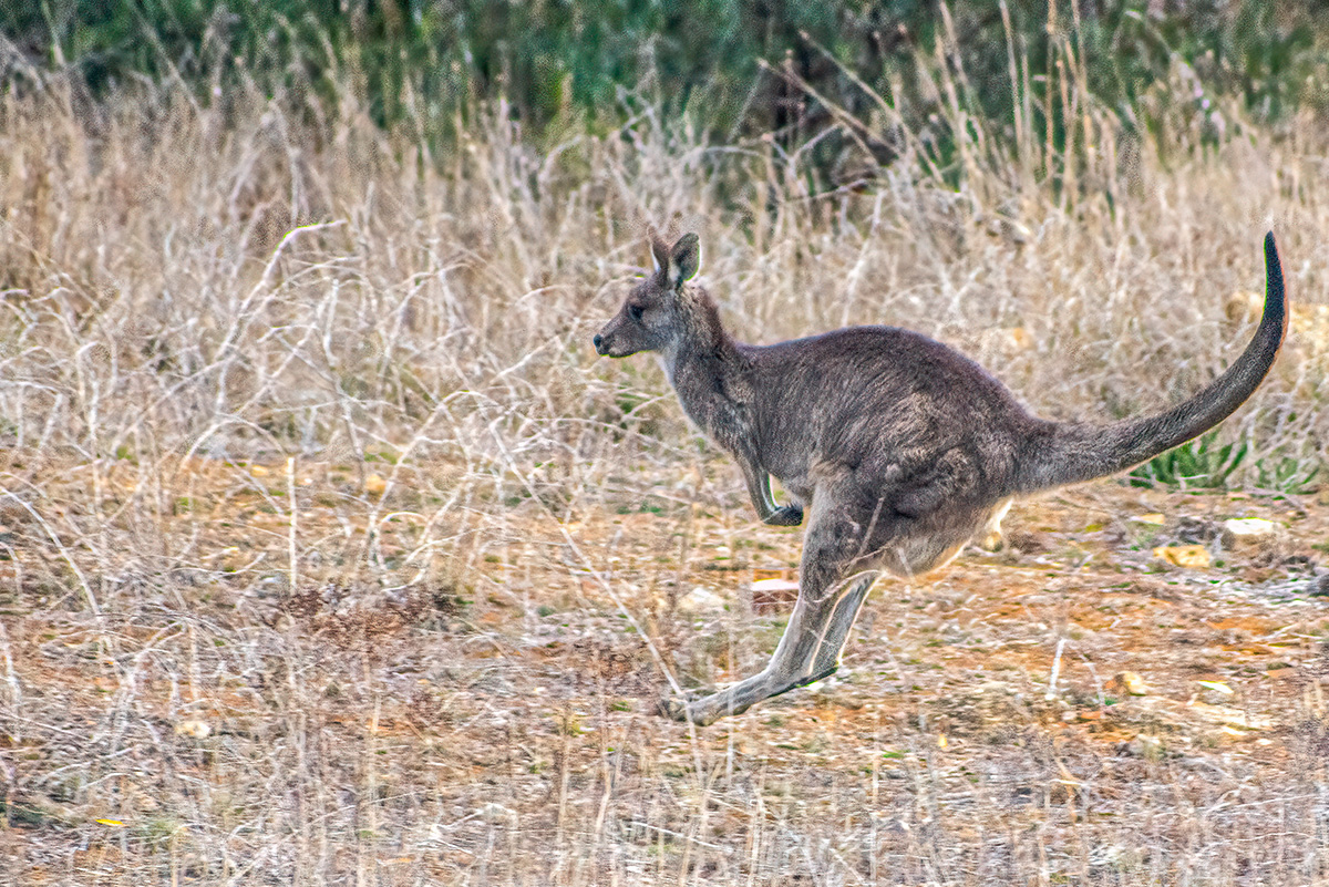 KangarooBCG _D753882-Enhanced.jpg