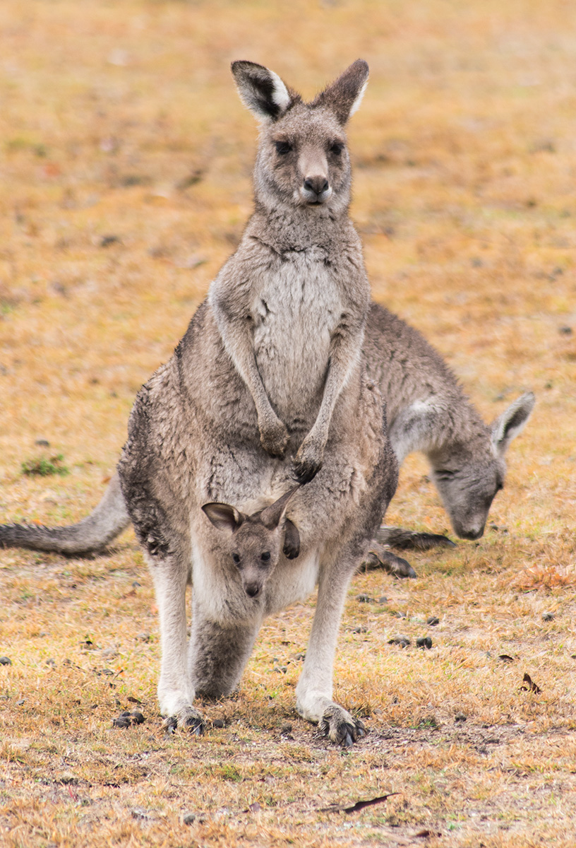 Kangaroos with baby BCG 2018-06-16_001_D752806-2.jpg